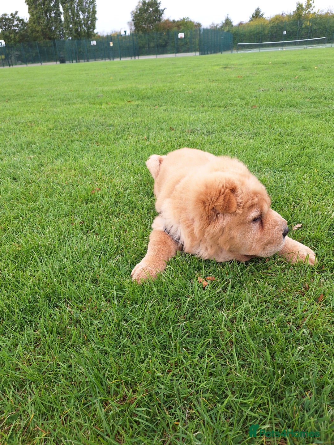 Chow Chow dogs for sale: Nova  - Image 1