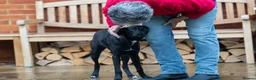 Mixed Breed dogs for adoption: Lovely Lilly - Advert 8