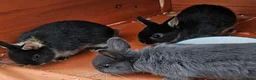 Netherland Dwarf rabbits for sale: Netherland dwarf  - Advert 3