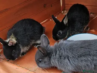 Netherland Dwarf rabbits Netherland dwarf - Advert 1
