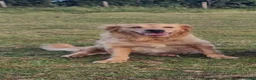 Goldendoodle dogs for sale: Gorgeous Goldendoodle pups - Advert 5