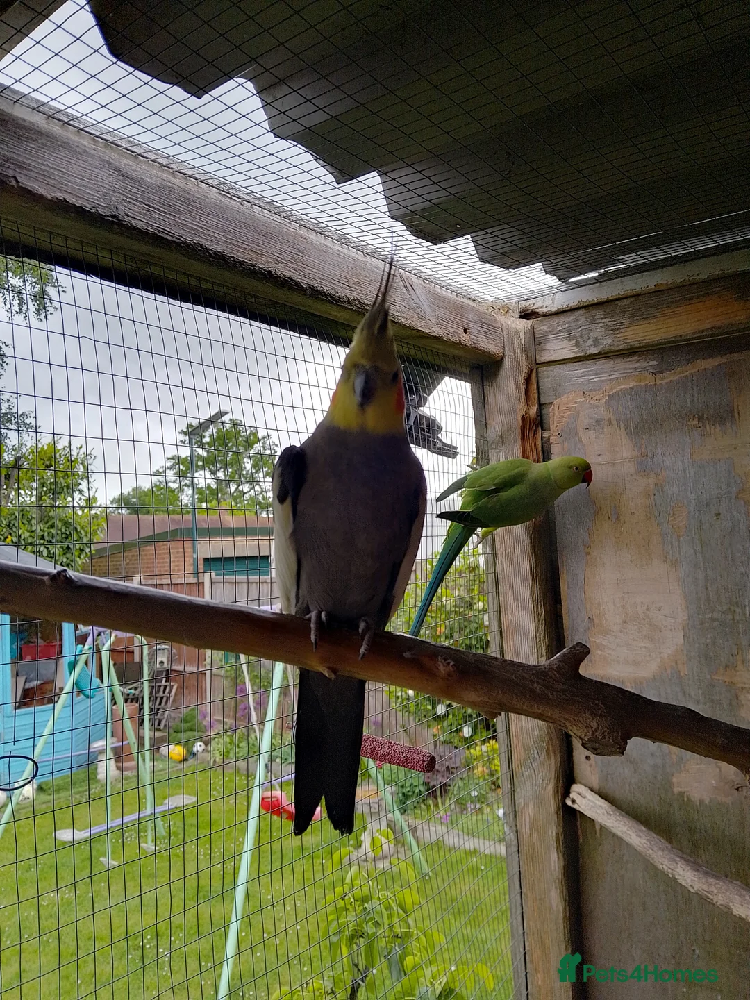 Cockatiels birds for sale: Male Cockatiel looking for new home  - Advert 2