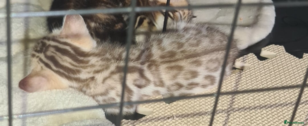 Bengal cats for sale: Bengal  - Image 4