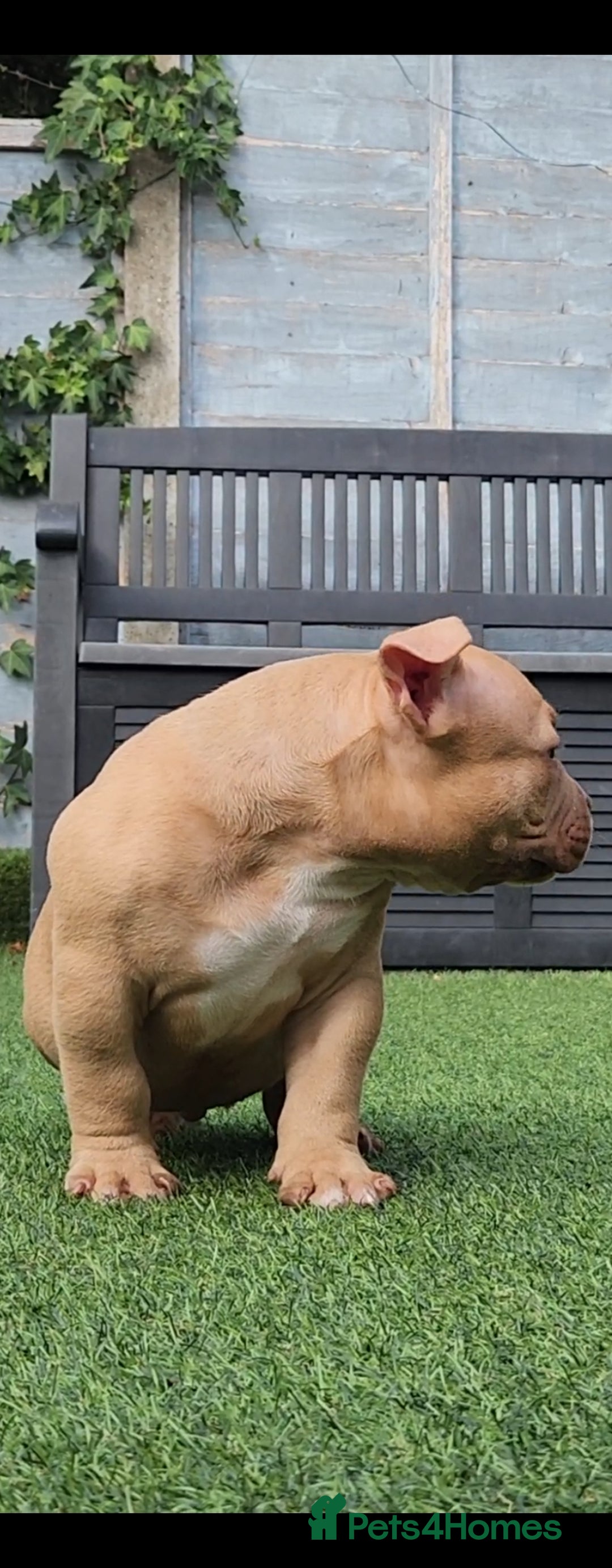 American Bully dogs for sale: American Bully female/ male with extreme future  - Image 7