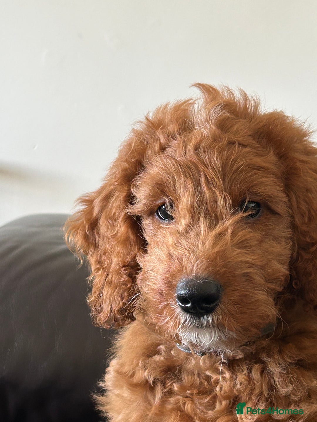 Cockapoo dogs for sale: Toy Cockapoo  - Image 3