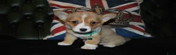 Welsh Corgi Pembroke dogs for sale: Are Beautiful Girls Storm/Darling/Petal - Advert 38