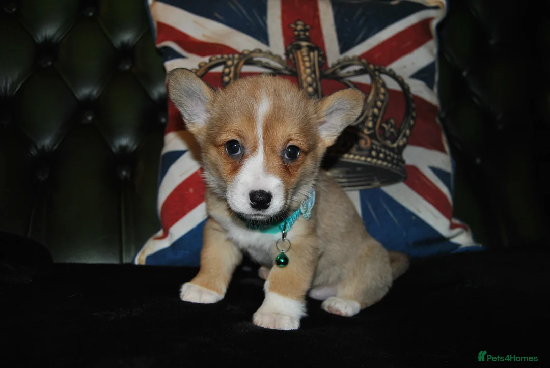 Welsh Corgi Pembroke dogs for sale: Are Beautiful Girls Storm/Darling/Petal - Advert 38