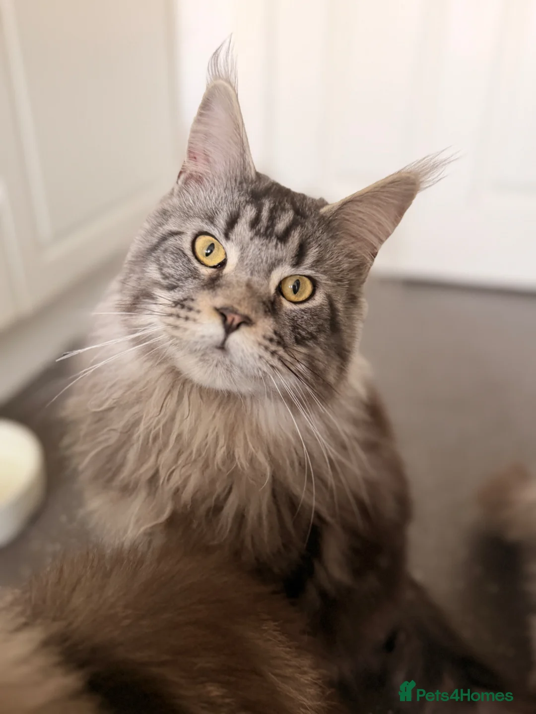 Maine Coon cats for sale: Beautiful Maine coons  - Advert 1