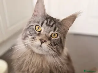 Maine Coon cats Beautiful Maine coons - Advert 6