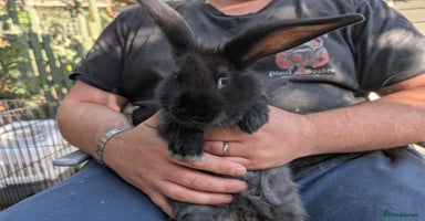 Continental Giant rabbits - Advert 6