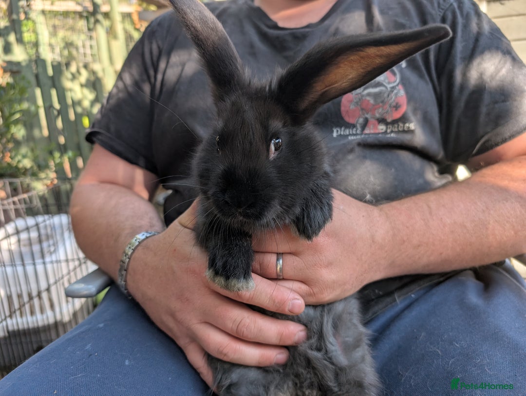 Continental Giant rabbits for sale: Beautiful continental giants  - Image 2