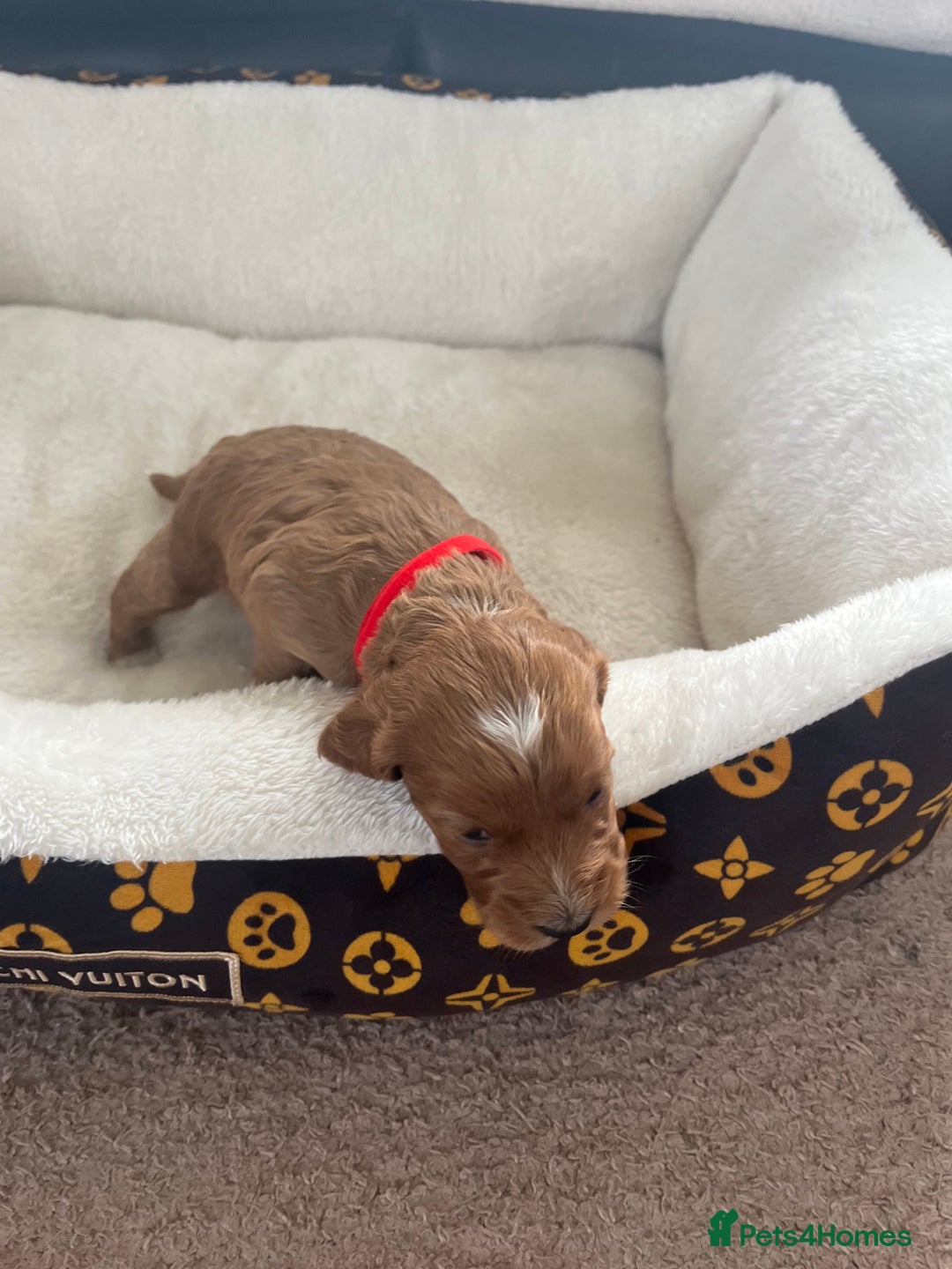 Cockapoo dogs for sale: Gorgeous cockapoo puppies for sale - Advert 13