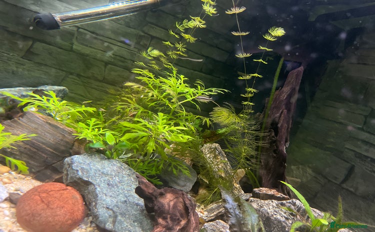 Cichlids fish - Advert 1