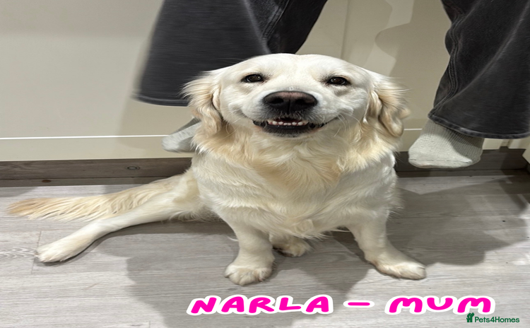 Golden Retriever dogs - Advert 2