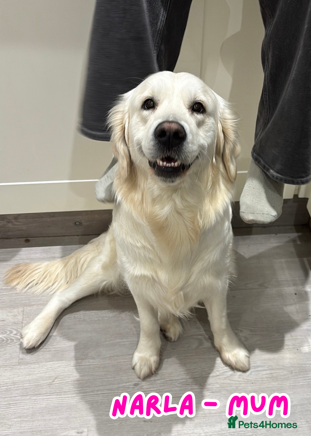 Golden Retriever dogs for sale: KC Registered Golden Retriever Puppies FOR SALE 🐾 - Image 1