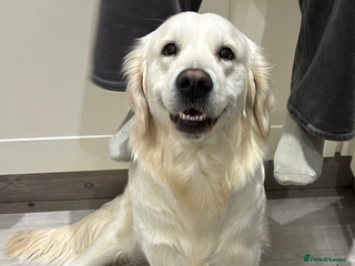 Golden Retriever dogs - Advert 18