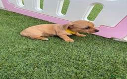 Mixed Breed dogs for sale: 7 beautiful jackshund puppies for sale - Image 16