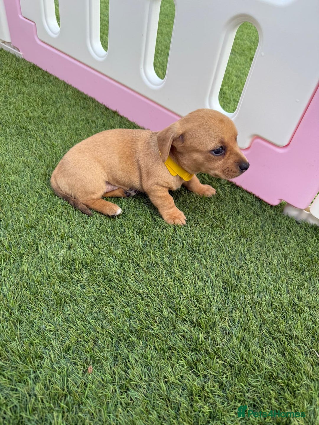 Mixed Breed dogs for sale: 7 beautiful jackshund puppies for sale - Image 16