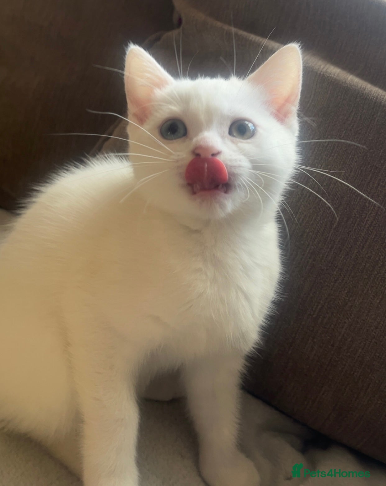Mixed Breed cats White fluffy kitten bsh/blue mixed. Heterochromia - Advert 11