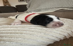 Sprocker dogs for sale: Beautiful Chunky Sprocker Pups - Image 4