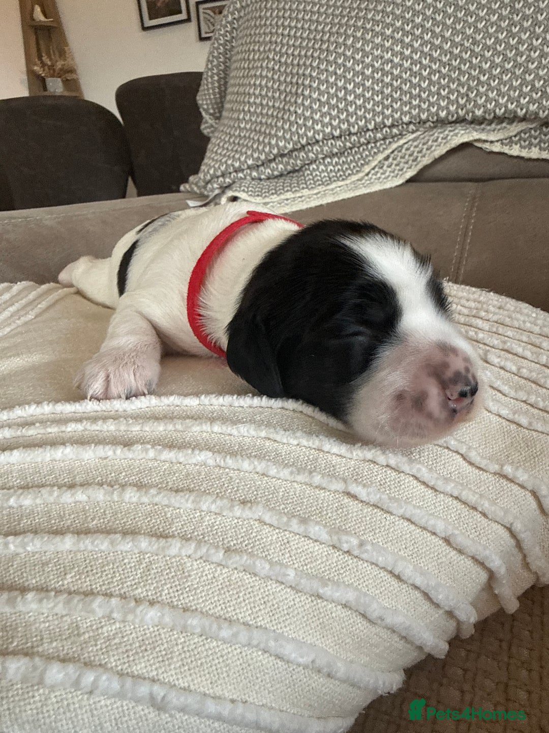 Sprocker dogs for sale: Beautiful Chunky Sprocker Pups - Image 4
