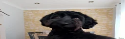 Cockapoo dogs for sale: Cockapoo puppies in Hartlepool - Advert 8