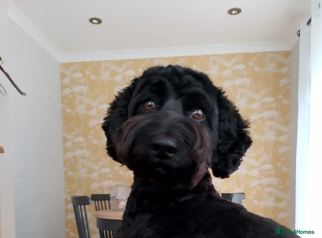 Cockapoo dogs for sale: Cockapoo puppies in Hartlepool - Advert 8