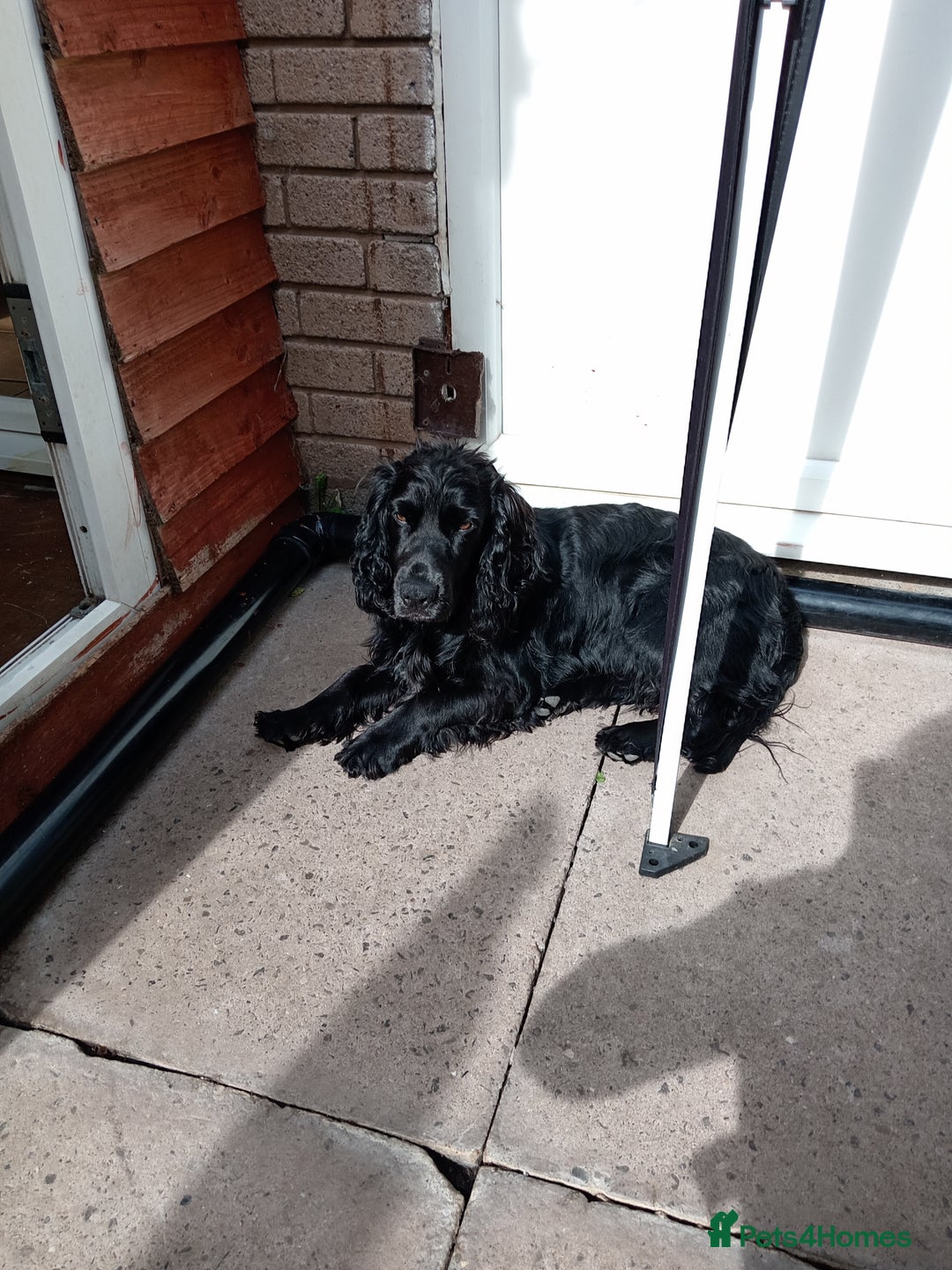Cocker Spaniel dogs for stud: Blaze  - Image 2
