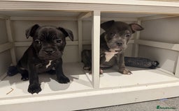 Mixed Breed dogs for sale: French staffys - Image 3