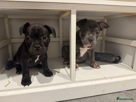 Mixed Breed dogs - Advert 3