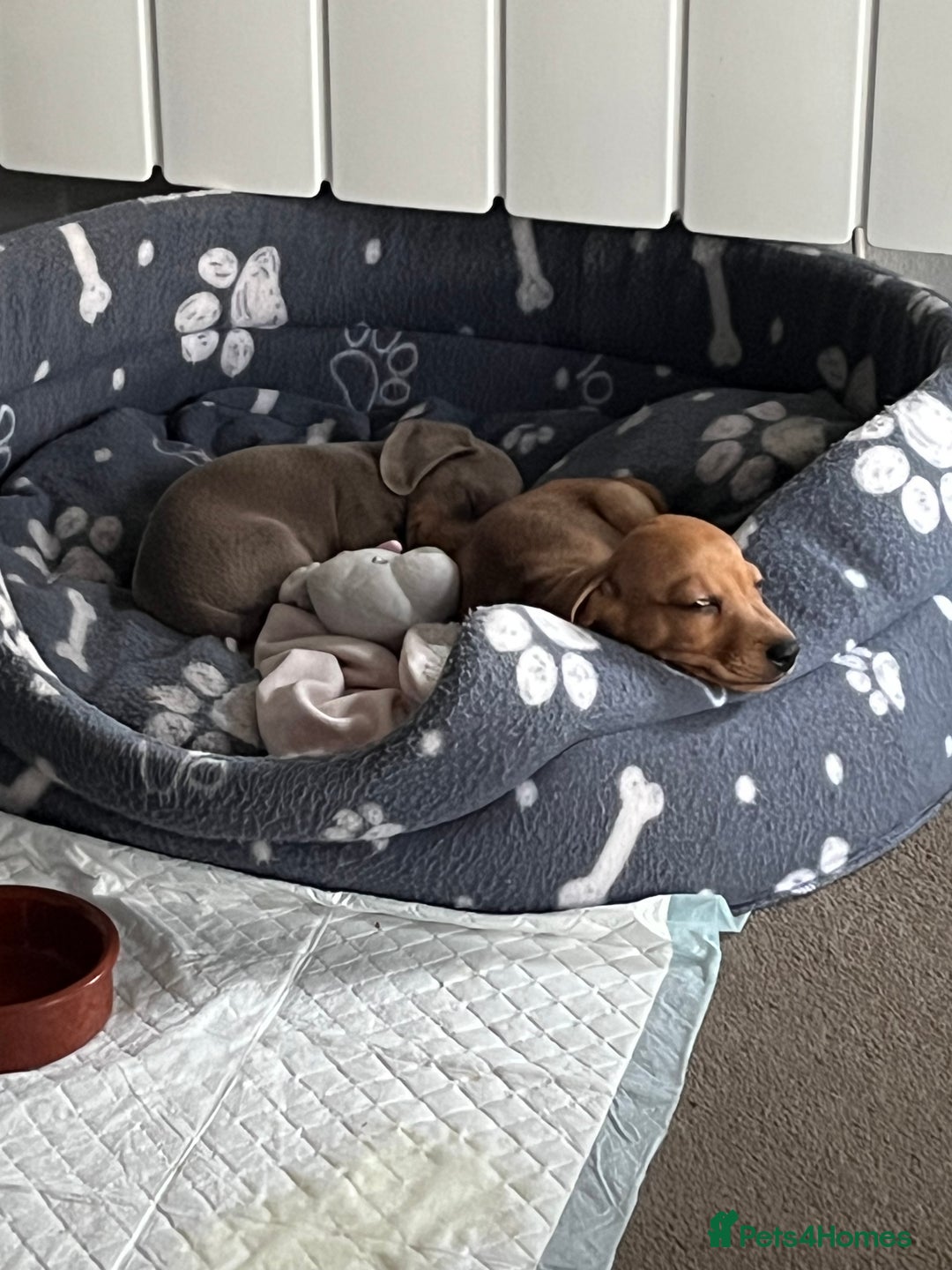 Miniature Dachshund dogs for sale: Beautiful miniature sausage dog puppies - Image 3