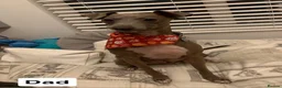 Italian Greyhound dogs for sale: Full Italian greyhound puppies coming soon!!  - Advert 2
