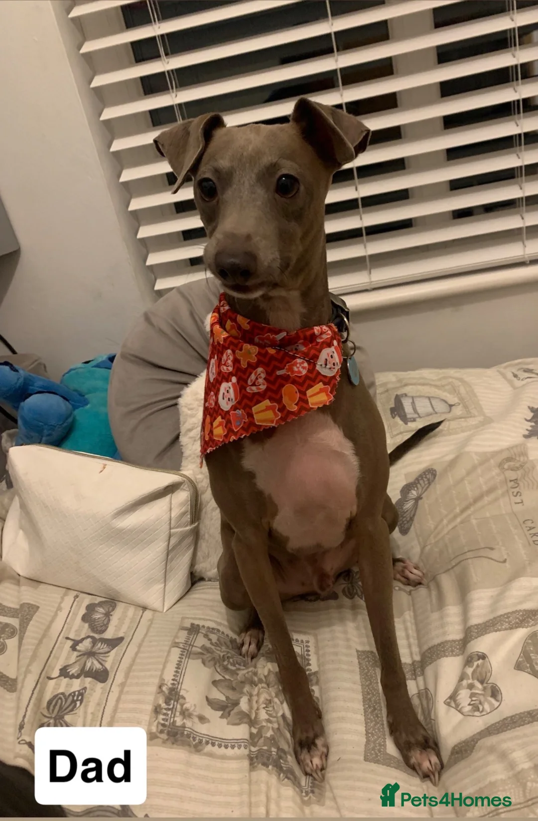 Italian Greyhound dogs for sale: Full Italian greyhound puppies coming soon!!  - Advert 2