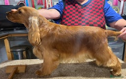 Cocker Spaniel dogs for sale: PURE SHOW COCKER SPANIEL PUPPIES FROM SHOW PARENTS - Advert 4