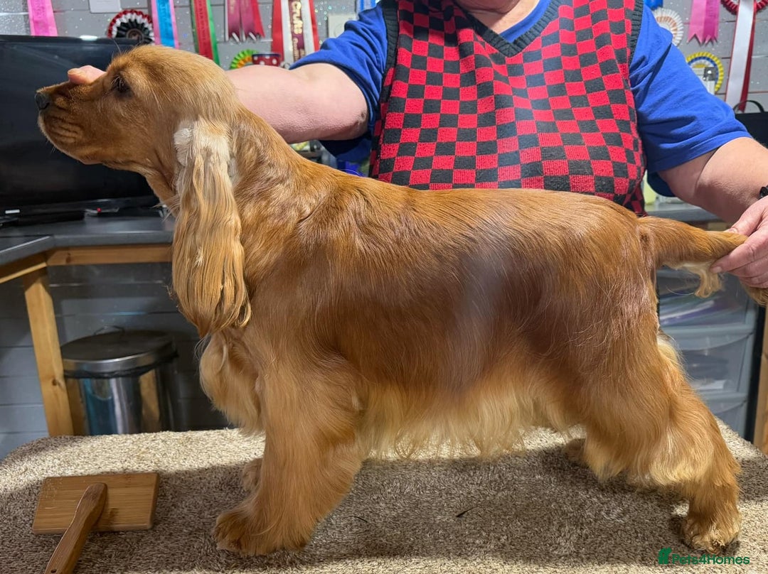 Cocker Spaniel dogs for sale: PURE SHOW COCKER SPANIEL PUPPIES FROM SHOW PARENTS - Advert 4