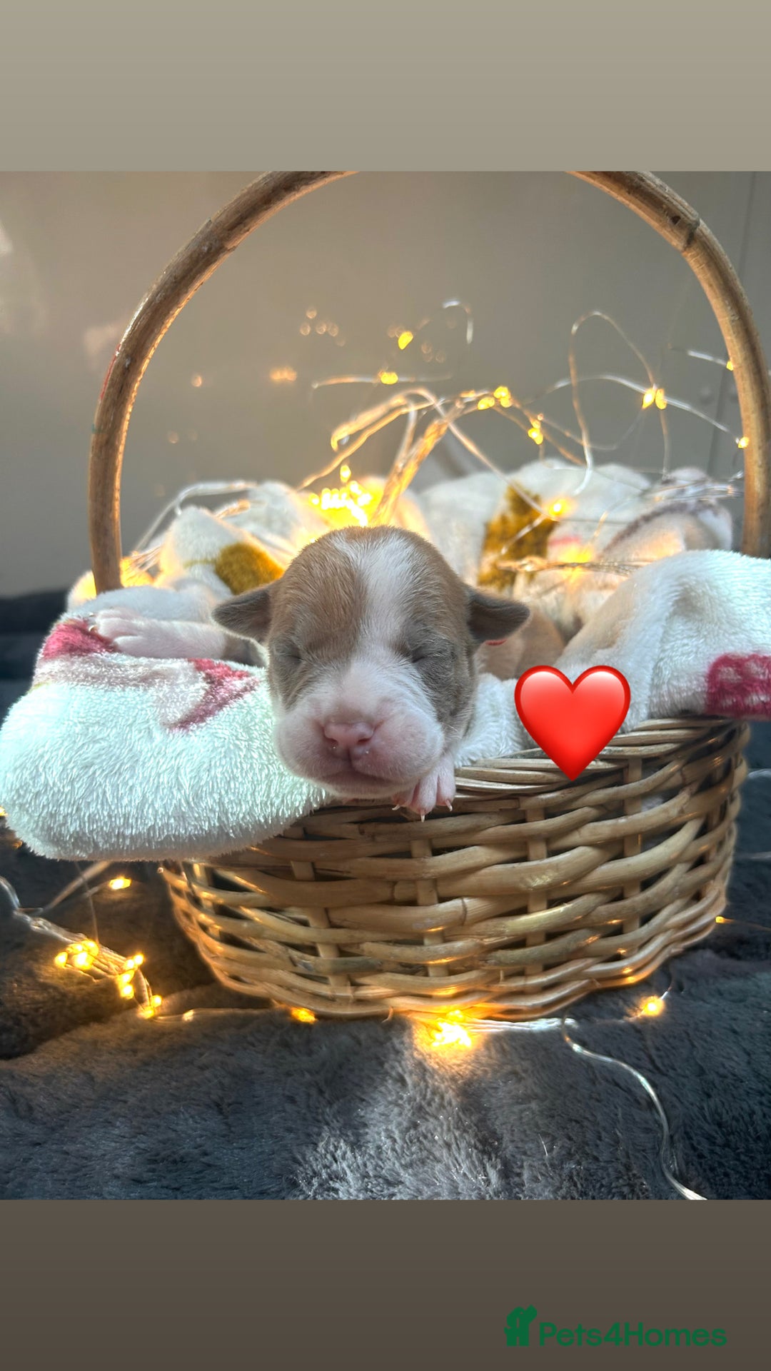 Olde English Bulldogge dogs for sale: STUNNING NEBBR OLDE ENGLISH BULLDOGGE PUPPIES in Epping - Image 15