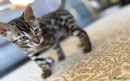 Bengal cats for sale: Pedigree TICA Bengal Brown Rosetted Male Kitten - Image 7