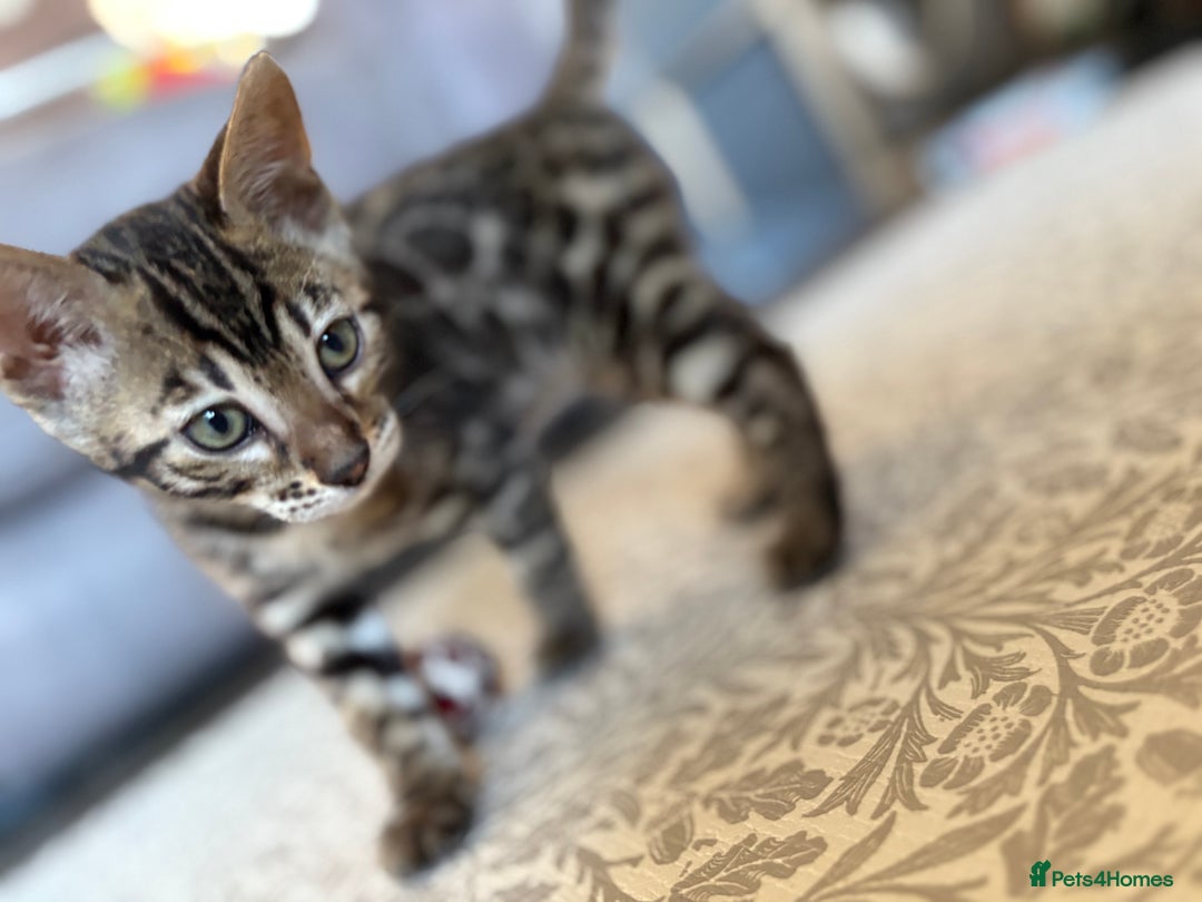 Bengal cats for sale: Pedigree TICA Bengal Brown Rosetted Male Kitten - Image 7