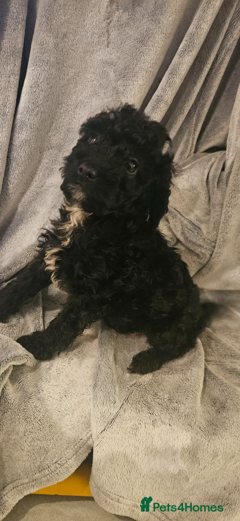 Cockapoo dogs 1 boy black cockapoo  - Advert 1