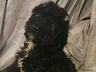 Cockapoo dogs 1 boy black cockapoo - Advert 1