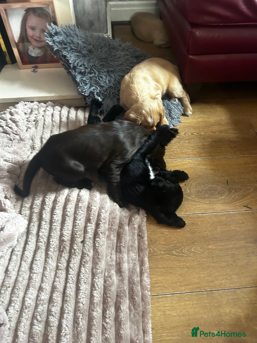 Cocker Spaniel dogs for sale: 2 beautiful cocker spaniels out of a litter of 7 - Image 13