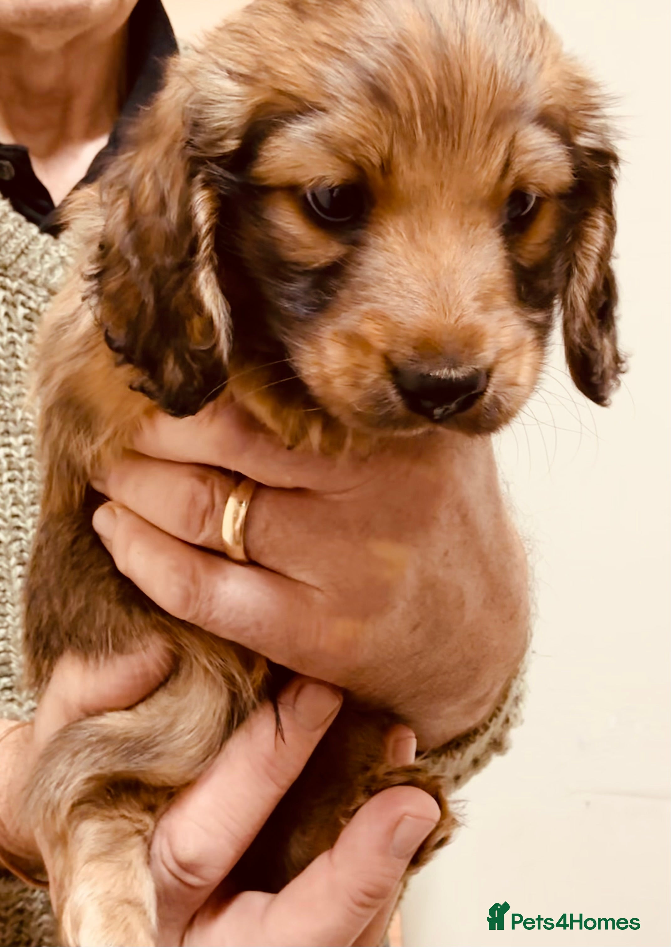 Miniature Dachshund dogs KC reg mini longhaired dachshund pups - Advert 11