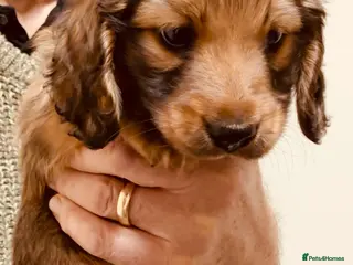Miniature Dachshund dogs KC reg mini longhaired dachshund pups - Advert 11