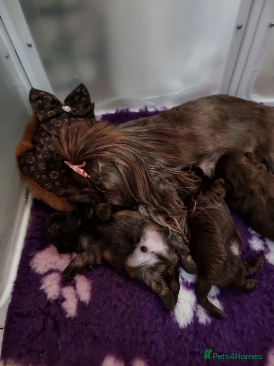 Shih Tzu dogs for sale: Last gorgeous tiny chocolate boy available - Advert 3