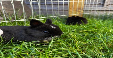 Netherland Dwarf rabbits - Advert 4