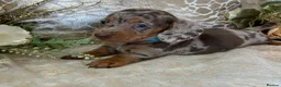 Miniature Dachshund dogs for sale: KC Miniature Smooth Coat Puppies - Advert 9