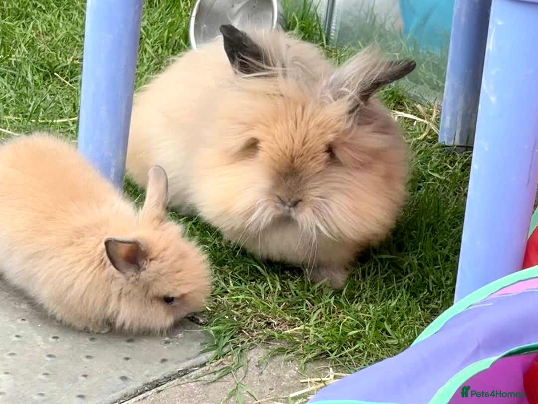 Lionhead rabbits for sale: Teddy Double & Single Lionhead Price starts at £35 - Image 37