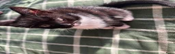 Mixed Breed cats for sale: Cleo and Athena  in Smethwick - Advert 2