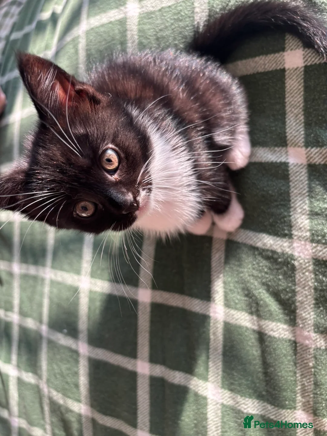 Mixed Breed cats for sale: Cleo and Athena  in Smethwick - Advert 2