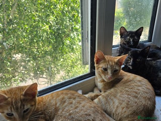 British Shorthair cats - Advert 21